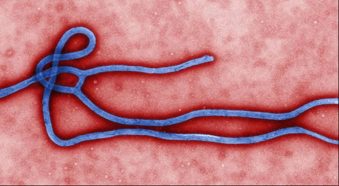 Viriu00f3n del virus del u00c9bola. Foto: CDC/Cynthia Goldsmith?w=200&h=150