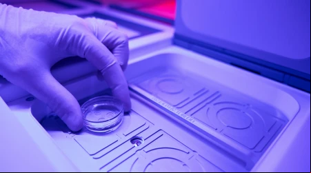 Embriones humanos congelados
